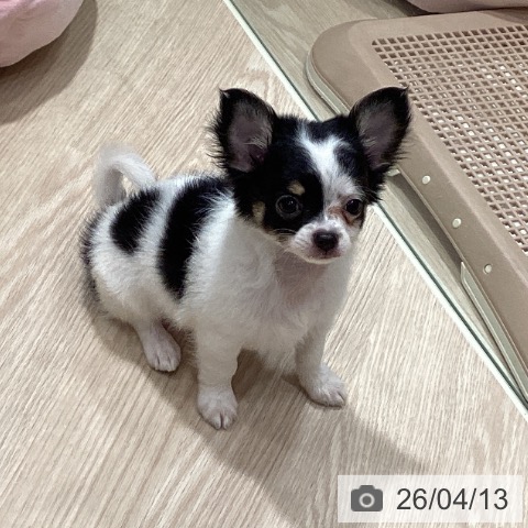 徳島県のチワワ(ロング) (ペットプラス 徳島店/2026年2月10日生まれ/男の子/トライカラー)の子犬の3枚目の画像