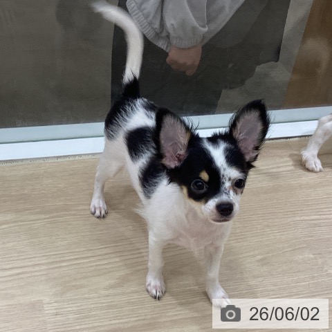 徳島県のチワワ(ロング) (ペットプラス 徳島店/2026年2月10日生まれ/男の子/トライカラー)の子犬の4枚目の画像