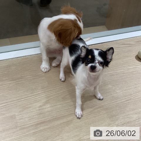 徳島県のチワワ(ロング) (ペットプラス 徳島店/2026年2月10日生まれ/男の子/トライカラー)の子犬の3枚目の画像
