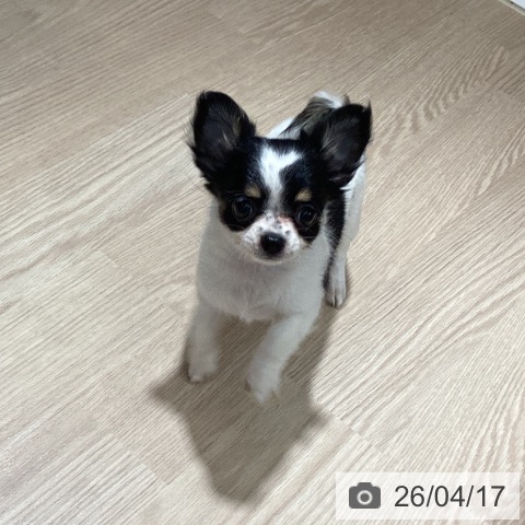 徳島県のチワワ(ロング) (ペットプラス 徳島店/2026年2月10日生まれ/女の子/ホワイトブラックタン)の子犬の4枚目の画像