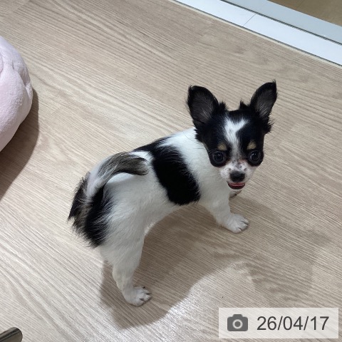 徳島県のチワワ(ロング) (ペットプラス 徳島店/2026年2月10日生まれ/女の子/ホワイトブラックタン)の子犬の3枚目の画像