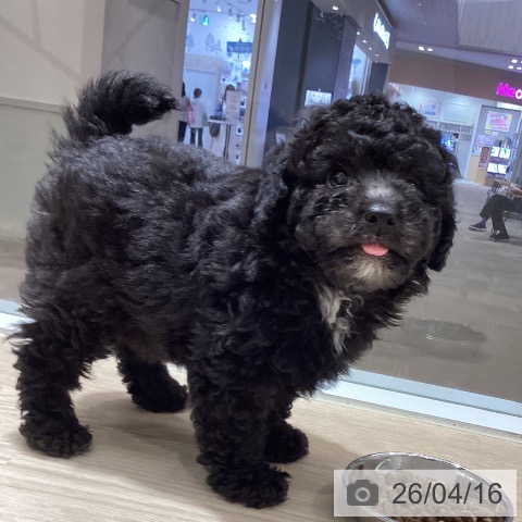 トイ・プードルの写真