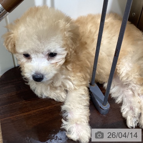 トイ・プードルの写真