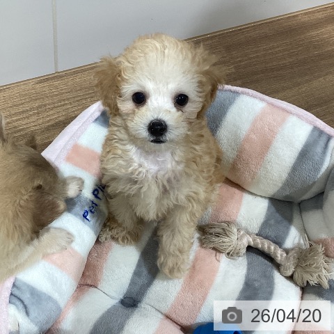 鳥取県のトイプードル(トイ) (ペッツワン 日吉津店/2026年2月11日生まれ/男の子/アプリコット)の子犬の4枚目の画像