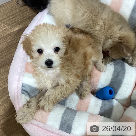 鳥取県のトイプードル(トイ) (ペッツワン 日吉津店/2026年2月11日生まれ/男の子/アプリコット)の子犬の3枚目の画像
