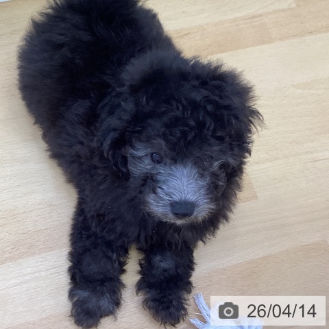 トイ・プードルの写真