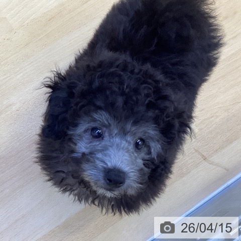 トイ・プードルの写真