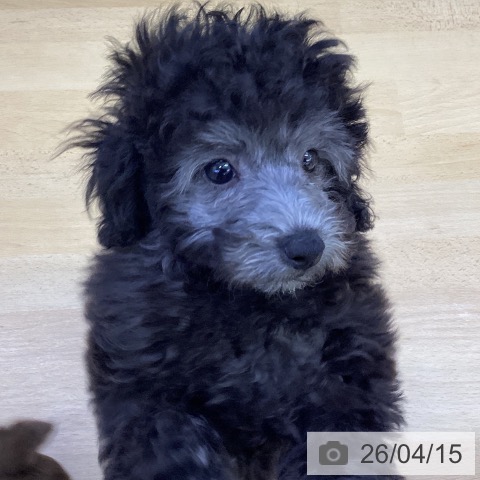 トイ・プードルの写真