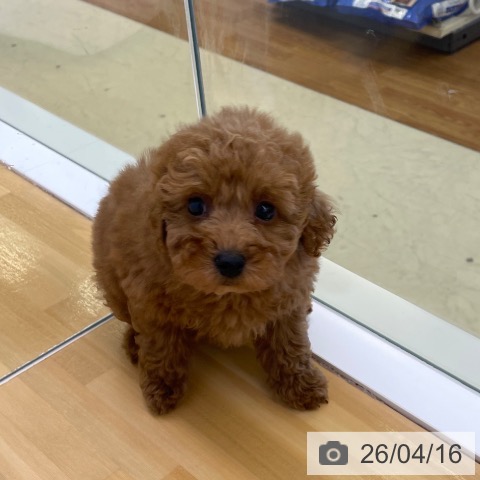 トイ・プードルの写真