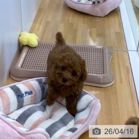 トイ・プードルの写真