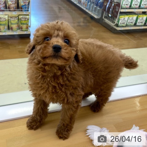 トイ・プードルの写真