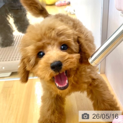 香川県のトイプードル(トイ) (ペットプラス 高松店/2026年2月9日生まれ/男の子/レッド)の子犬の3枚目の画像