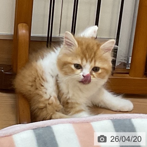 埼玉県のスコティッシュフォールド (ペッツワン 浦和美園店/2026年2月11日生まれ/女の子/レッドタビーホワイト)の子猫の4枚目の画像