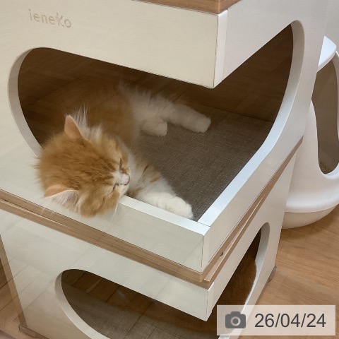 埼玉県のスコティッシュフォールド (ペッツワン 浦和美園店/2026年2月11日生まれ/女の子/レッドタビーホワイト)の子猫の3枚目の画像