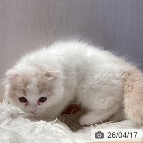 スコティッシュフォールドの写真