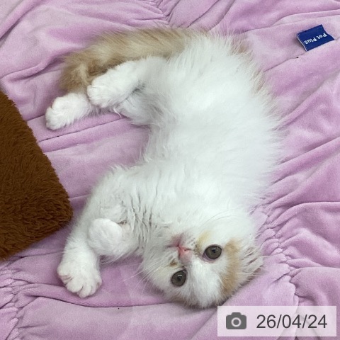 茨城県のスコティッシュフォールド (ペットプラス つくば店/2026年2月10日生まれ/男の子/レッドホワイト)の子猫の4枚目の画像