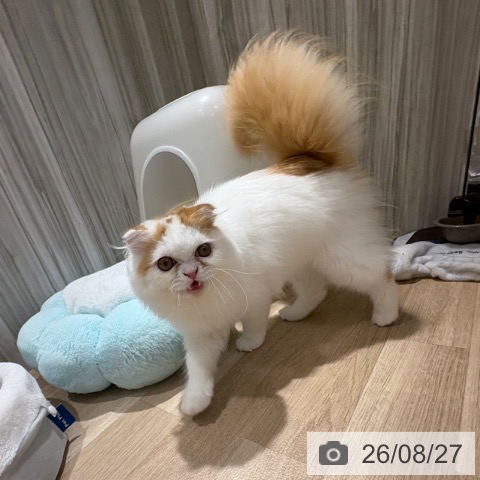 スコティッシュフォールドの写真