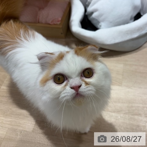 スコティッシュフォールドの写真