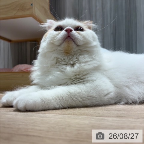 スコティッシュフォールドの写真