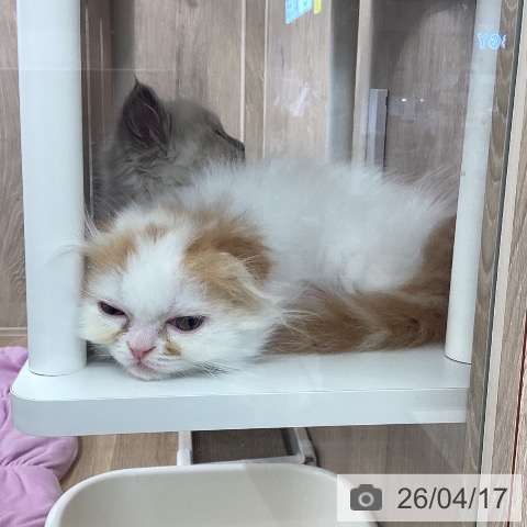 茨城県のスコティッシュフォールド (ペットプラス つくば店/2026年2月10日生まれ/男の子/レッドホワイト)の子猫の3枚目の画像