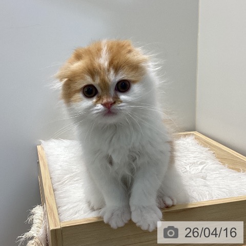 鳥取県のスコティッシュフォールド (ペッツワン 日吉津店/2026年2月10日生まれ/男の子/レッドホワイト)の子猫の4枚目の画像