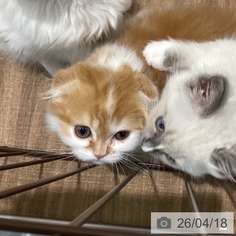 鳥取県のスコティッシュフォールド (ペッツワン 日吉津店/2026年2月10日生まれ/男の子/レッドホワイト)の子猫の3枚目の画像