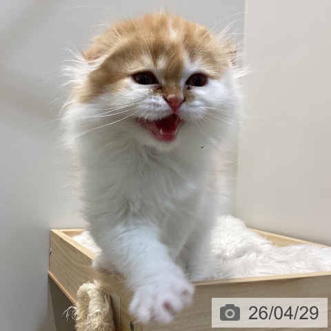 鳥取県のスコティッシュフォールド (ペッツワン 日吉津店/2026年2月10日生まれ/男の子/レッドホワイト)の子猫の4枚目の画像