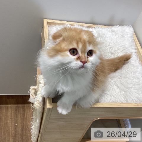 鳥取県のスコティッシュフォールド (ペッツワン 日吉津店/2026年2月10日生まれ/男の子/レッドホワイト)の子猫の3枚目の画像