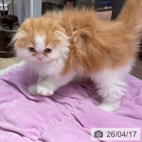 群馬県のスコティッシュフォールド (ペットプラス イオンモール太田店/2026年2月10日生まれ/男の子/レッドホワイト)の子猫の3枚目の画像