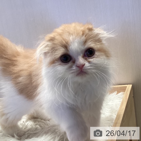 千葉県のスコティッシュフォールド (ペットプラス 幕張新都心店/2026年2月10日生まれ/女の子/レッドホワイト)の子猫の3枚目の画像