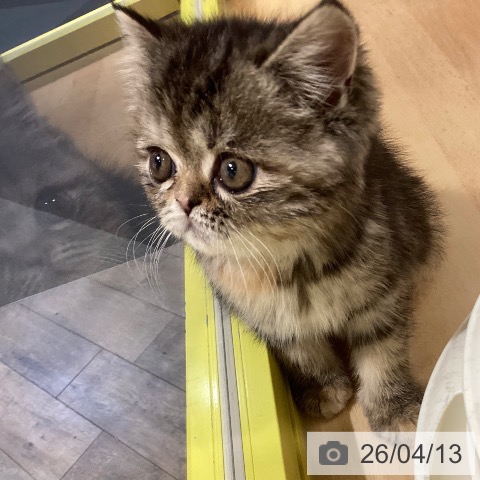 エキゾチックの写真