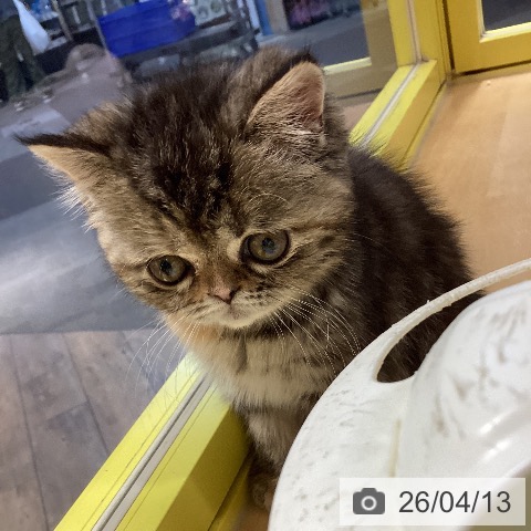 エキゾチックの写真