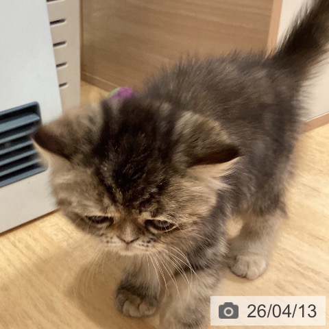 エキゾチックの写真