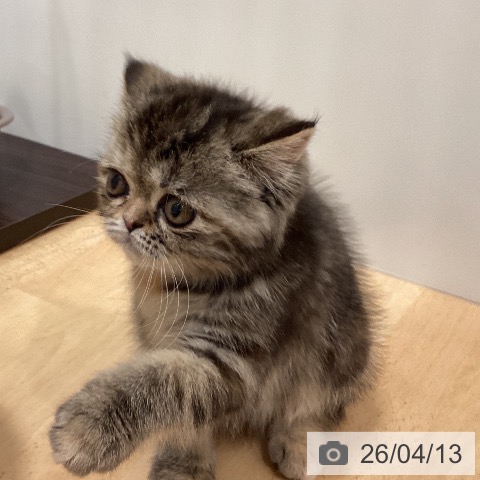 エキゾチックの写真