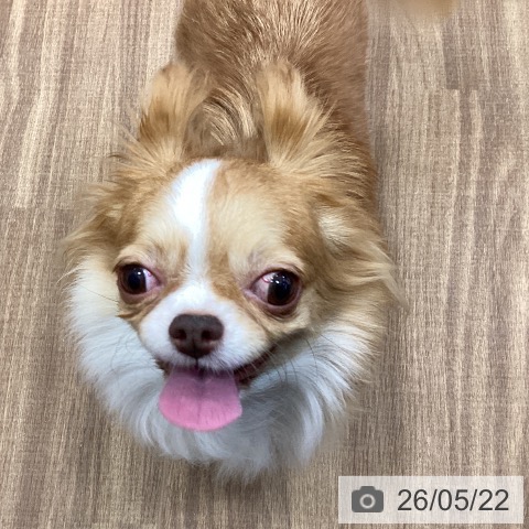 チワワの写真