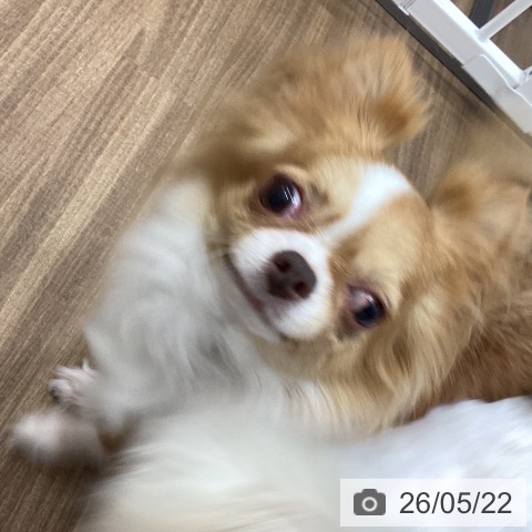 チワワの写真