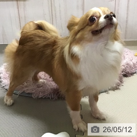 チワワの写真