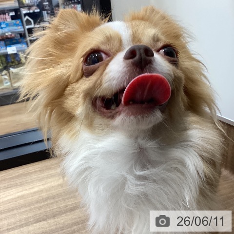 チワワの写真