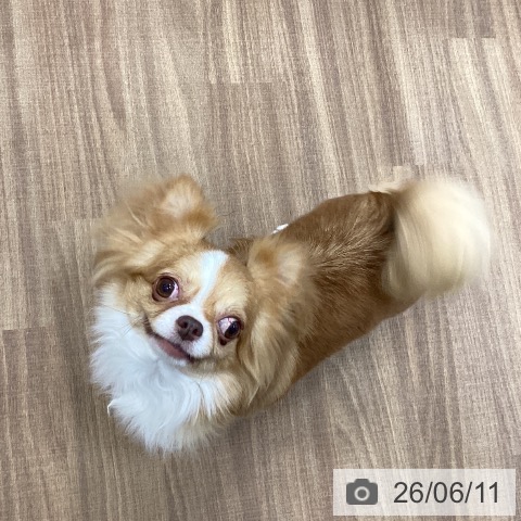 チワワの写真