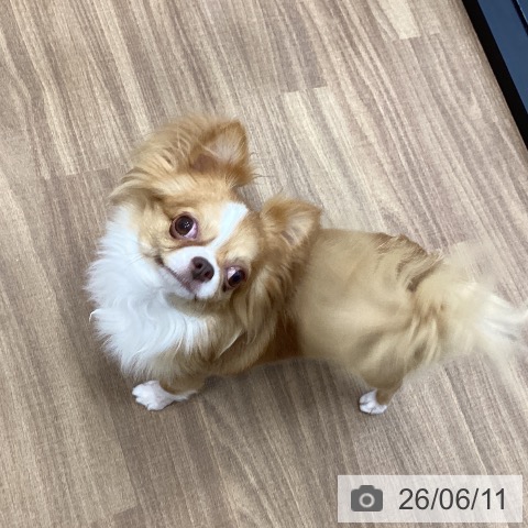 チワワの写真