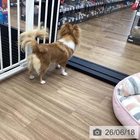 チワワの写真