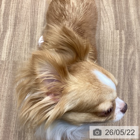 チワワの写真