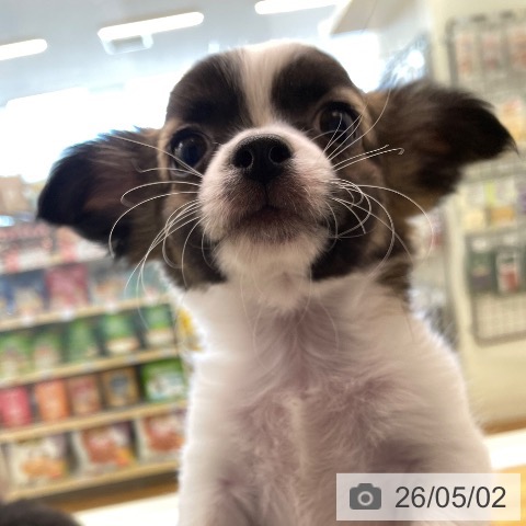 チワワの写真