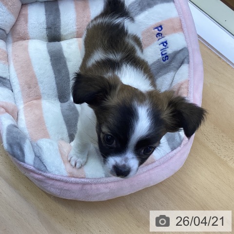 香川県のチワワ(ロング) (ペットプラス 綾川店/2026年2月10日生まれ/男の子/ホワイトフォーン)の子犬の4枚目の画像