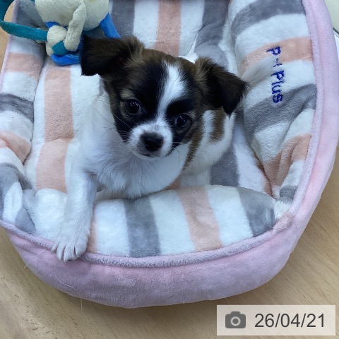 香川県のチワワ(ロング) (ペットプラス 綾川店/2026年2月10日生まれ/男の子/ホワイトフォーン)の子犬の3枚目の画像