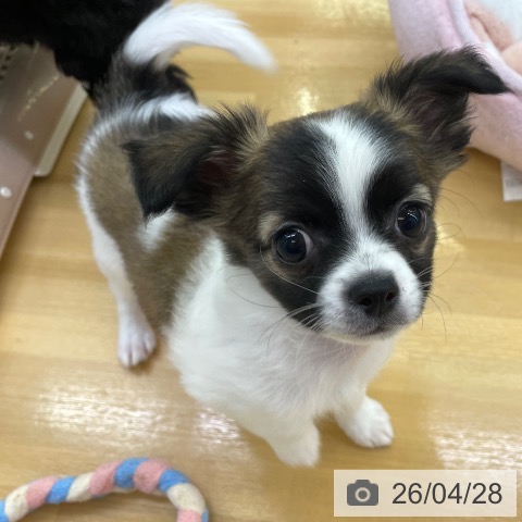 香川県のチワワ(ロング) (ペットプラス 高松店/2026年2月10日生まれ/男の子/ホワイトフォーン)の子犬の3枚目の画像