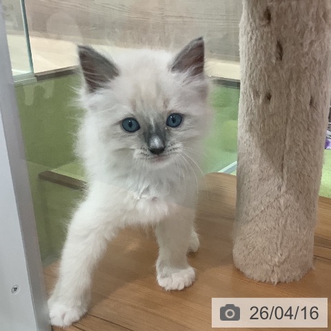 ラグドールの写真