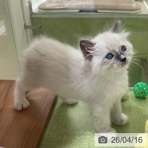 ラグドールの写真