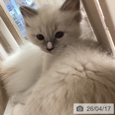 茨城県のラグドール (ペットプラス つくば店/2026年2月12日生まれ/男の子/ブルーポイントミテッド)の子猫の4枚目の画像