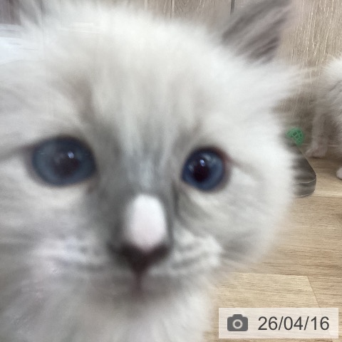 茨城県のラグドール (ペットプラス つくば店/2026年2月12日生まれ/男の子/ブルーポイントミテッド)の子猫の3枚目の画像